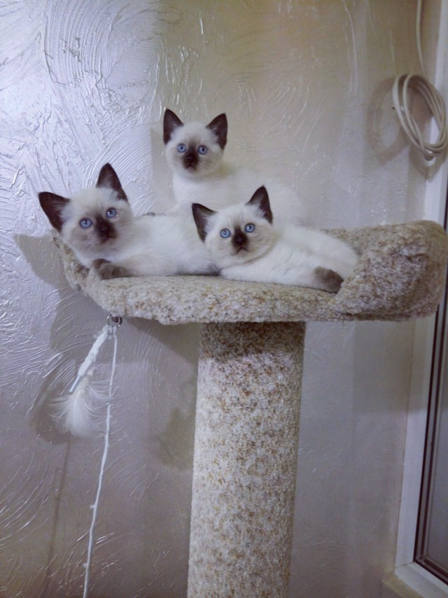 Коты из сети