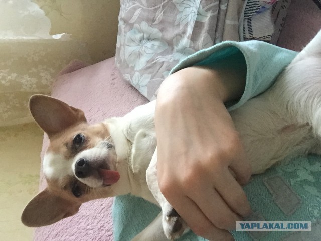К собакочетвергу #2