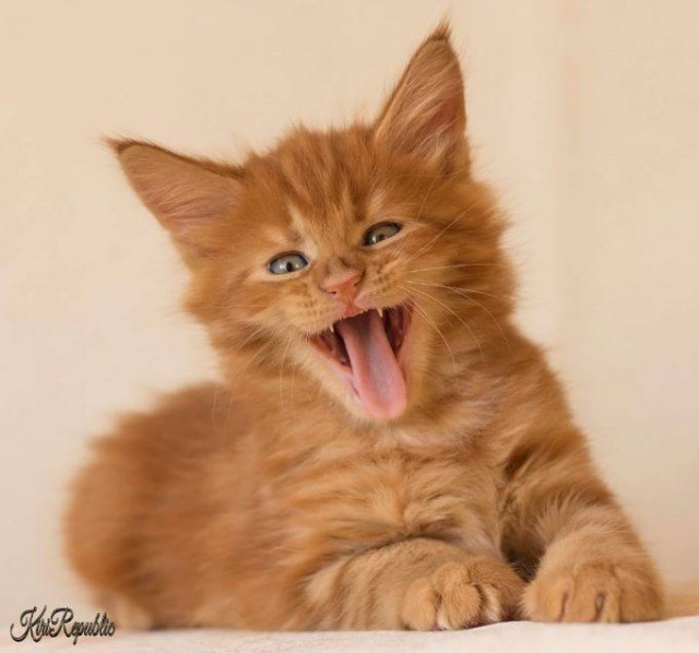 Коты и Кошки