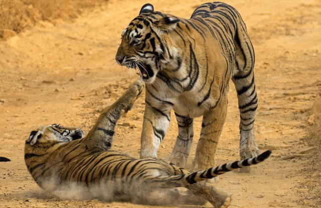 Тигрица провела воспитательную работу с тигренком