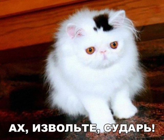 Коты и Кошки