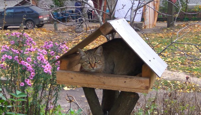 Котовторник 31.10.2017