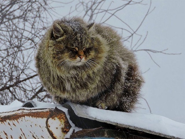Коты и Кошки