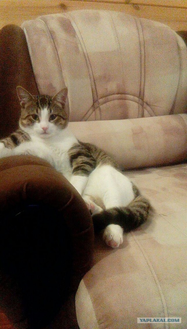 Котовторник!