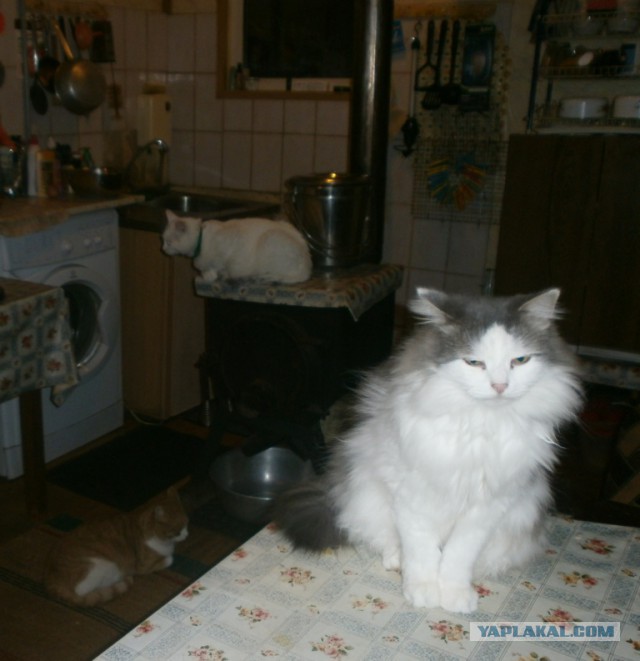 Котовторник!