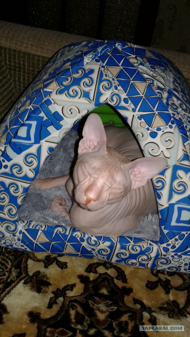 С Днем кошки!
