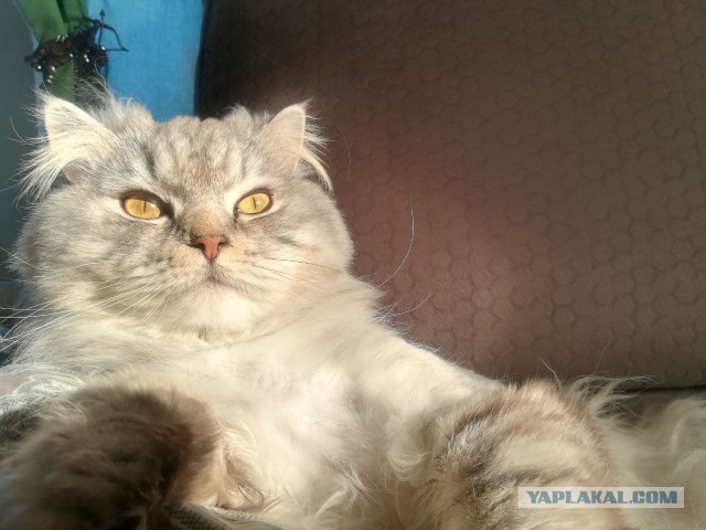Котовторник 13.03.2018