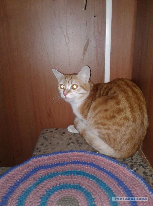Котовторник 20.03.2018