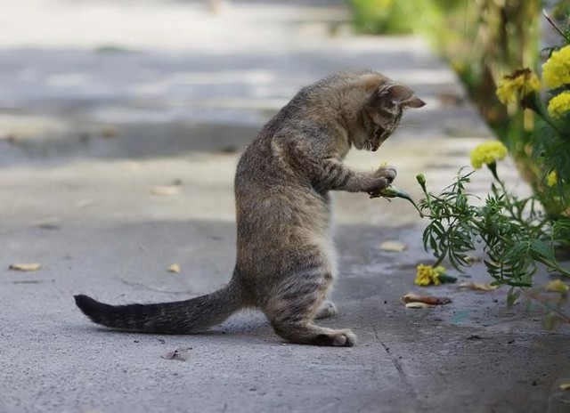 Фотобомбы котов