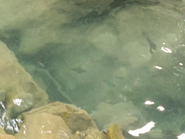 К живым мостам и обратно. Заметки из Индии