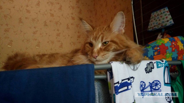 Котовторник 05.06.2018