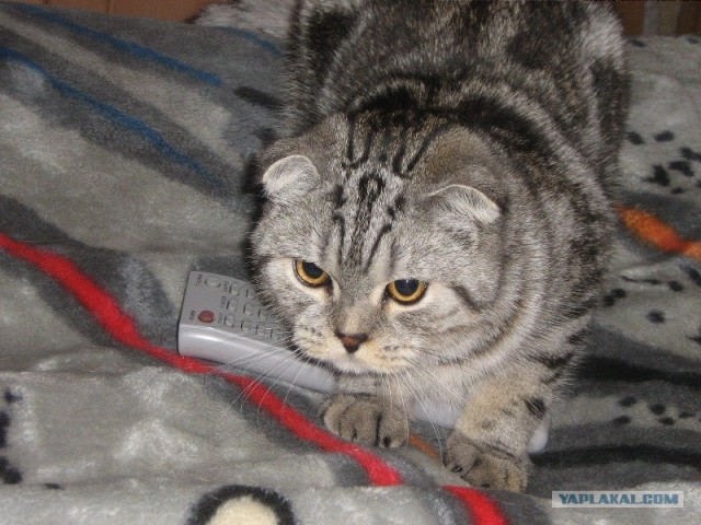 Состоятельный котовторник