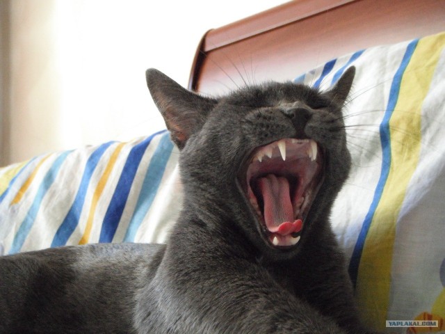 Котовторник 22.11.11