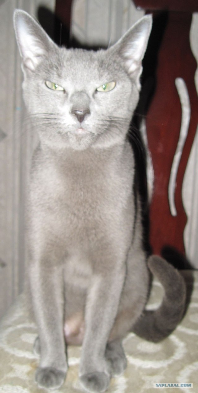 Котовторник (14.02.2012)