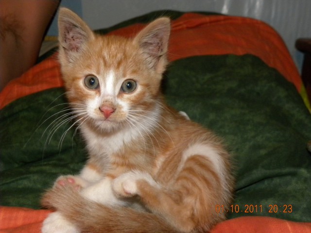 Котовторник (28.02.2012)