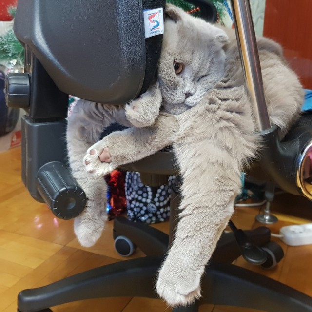 Прикольных котов пост