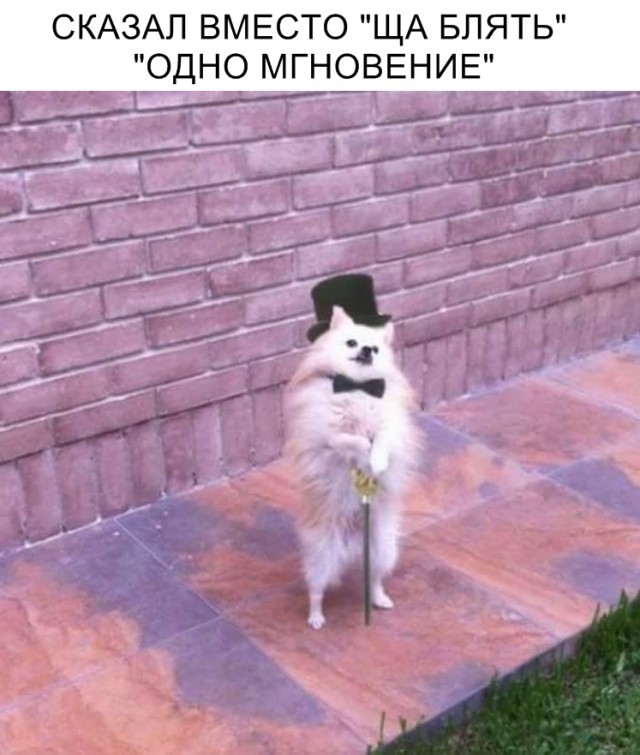 Прикольные картинки абавсём