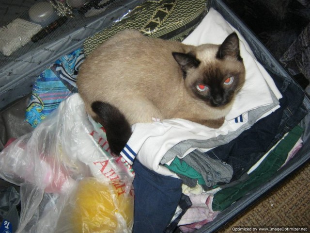 Котовторник   5.06.2012