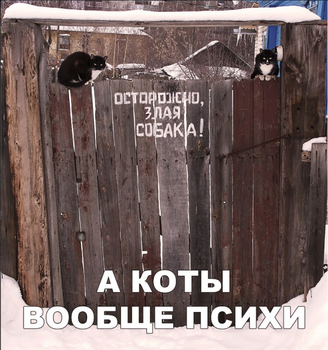 Нестандартный юмор