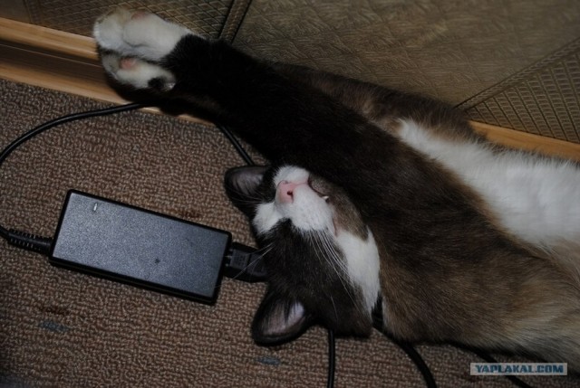 Котовторник  4.09.12