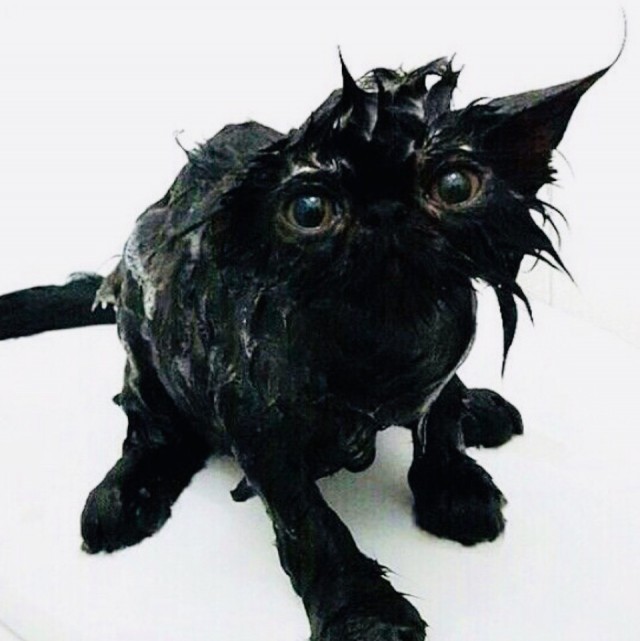 Прикольных котов пост