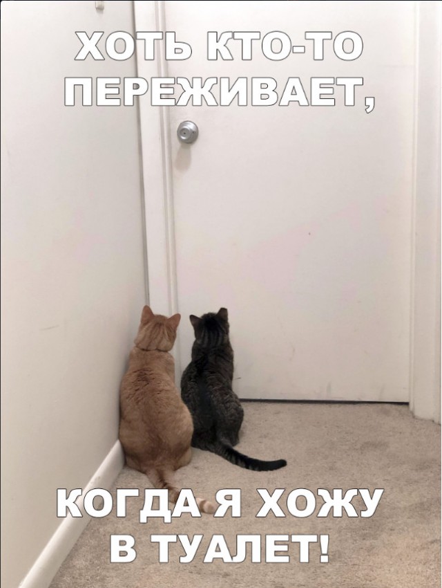 Забавные фото котеек