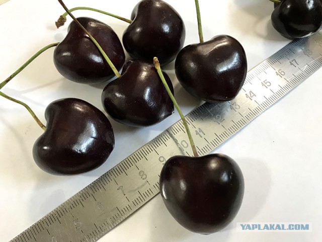 Сборная рисмяс