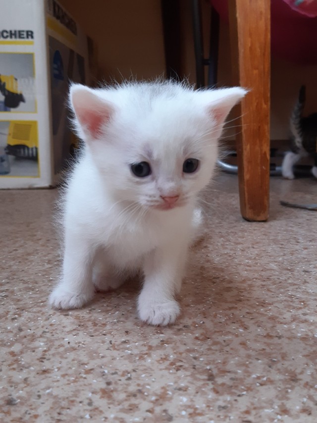 Забавные фото котеек
