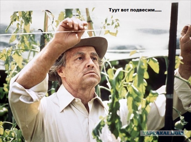 Помидорное дерево