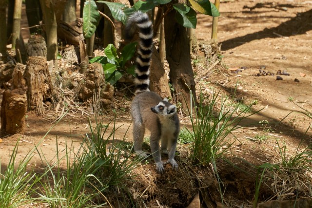 Мадагаскар — путешествие по стране лемуров и баобабов