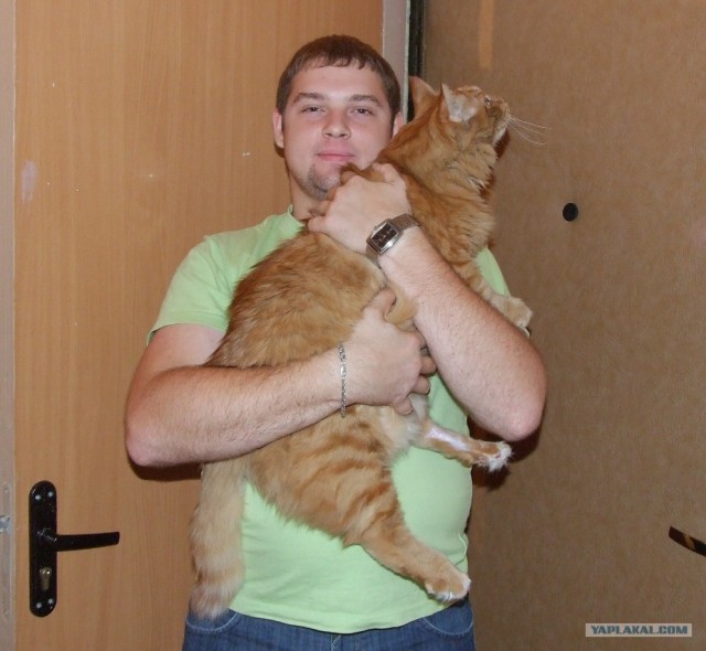 Кому котика?