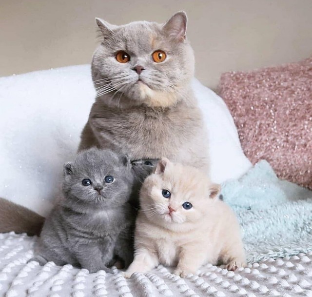 Забавные картинки с котами из сети