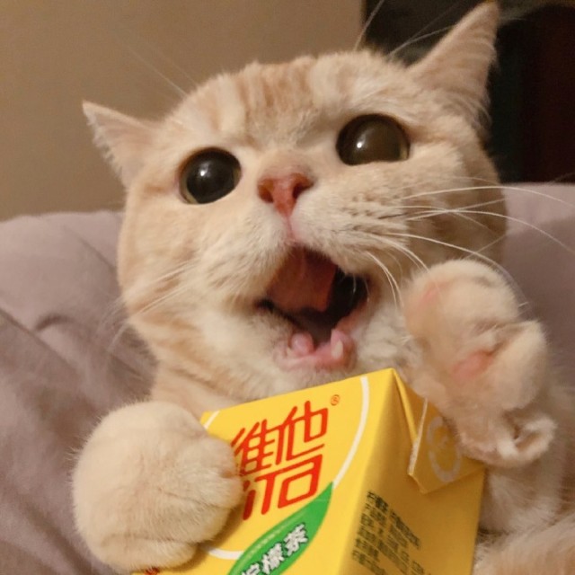 Коты из сети