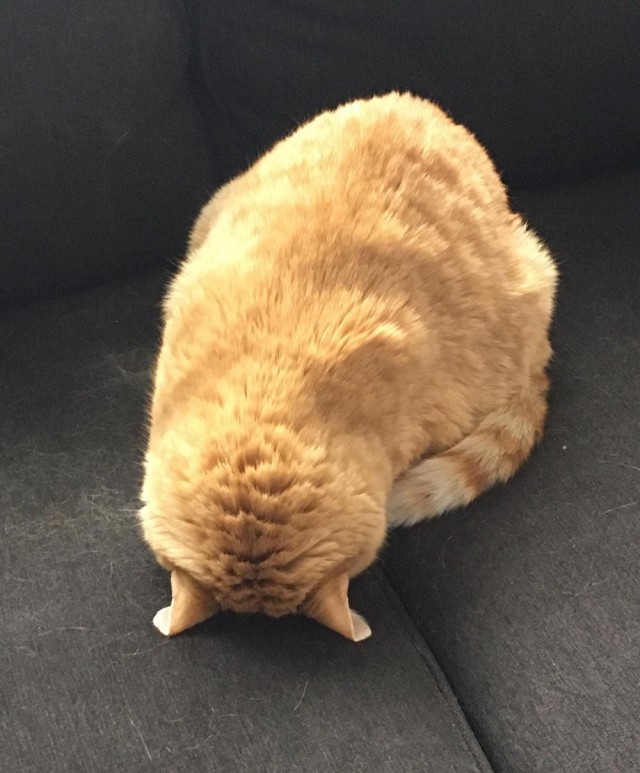 Коты из сети