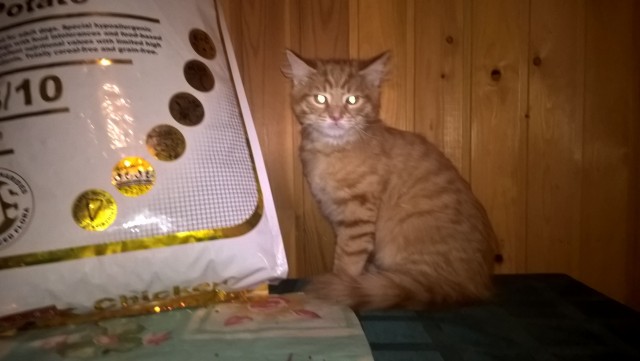 Дети притащили мелочь кошачью