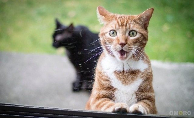 "Удоли!" Дурацкие фото котеек, которые они просили не показывать