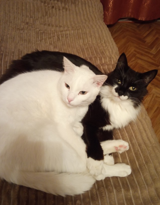 Котовторнику посвящается