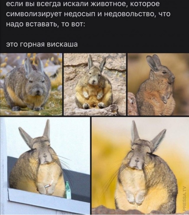 Картинки и мемы для настроения 006