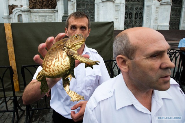 Фотожаба: Охранники