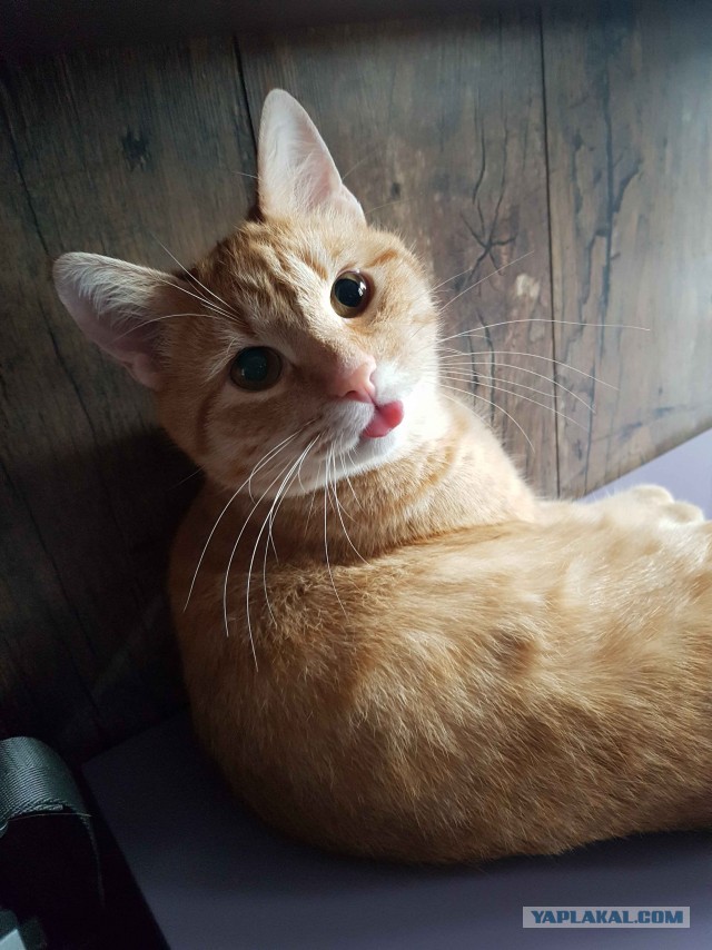 Котовторник!