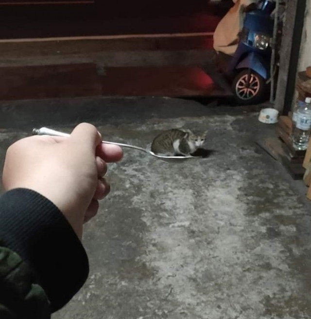 Подборка всякой живности