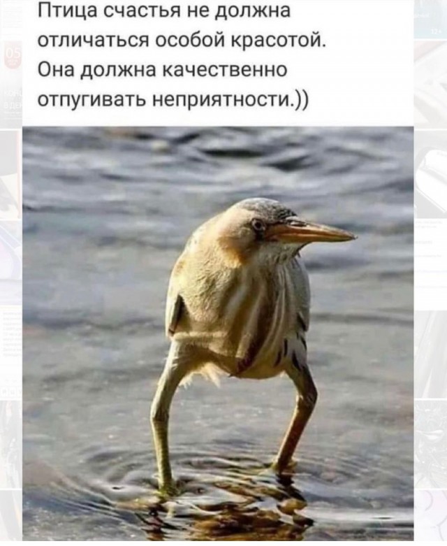 Картинки и мемы для настроения 15.06.2021