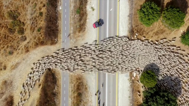 Фотограф с помощью дрона превратил стадо овец в движущееся произведение искусства