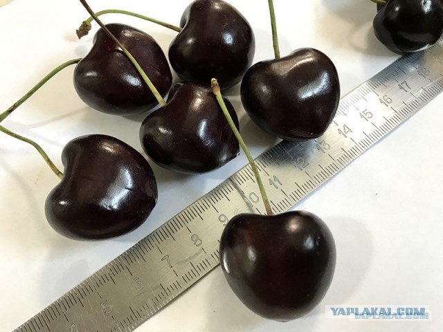 Кулинарная общалка