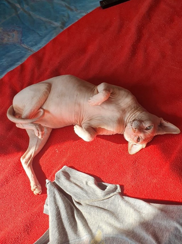 Котовторник. Поговорим о кличках, друзья