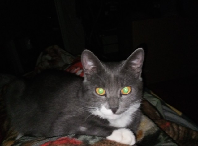 Котовторник