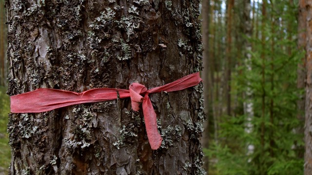 Лес в окрестностях Малуксы и Лезье-Сологубовка