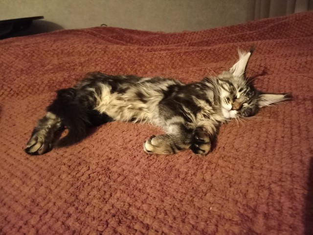 Кошка