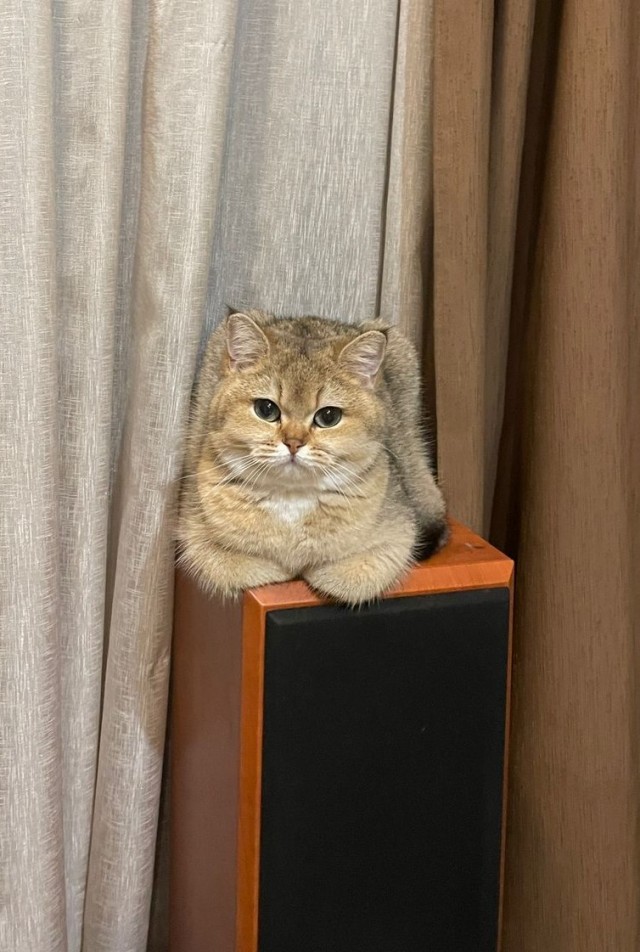 А что это мы котовторник не начинаем? Время пришло!