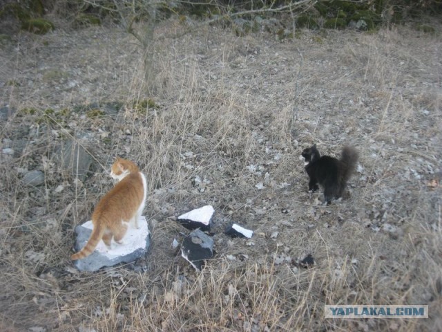 Жизнь домашнего приюта для котеек 386